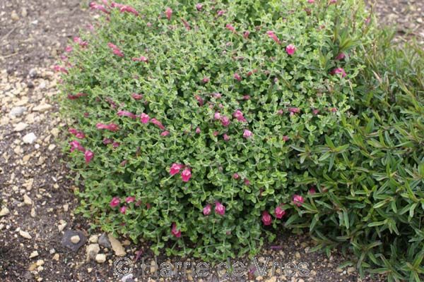 Scutellaria suffruticosa