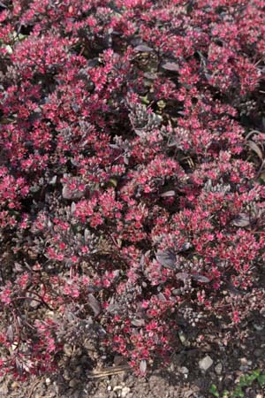 Sedum 'Bertram Anderson'