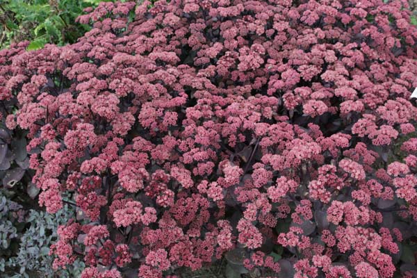 Sedum 'Karfunkelstein'