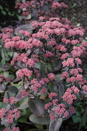 Sedum 'Karfunkelstein'