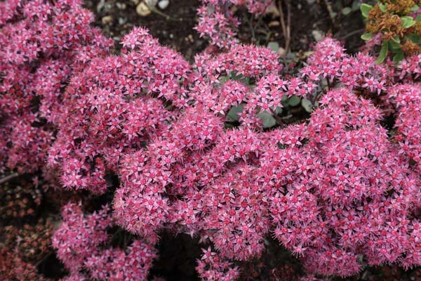 Sedum 'Red Canyon' (S.cauticola x S. telephium)