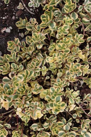 Sedum spurium 'Little Gecko'