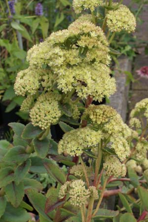 Sedum 'Sunkissed'