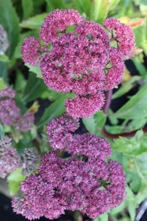 Sedum telephium (coll. Oekraine)