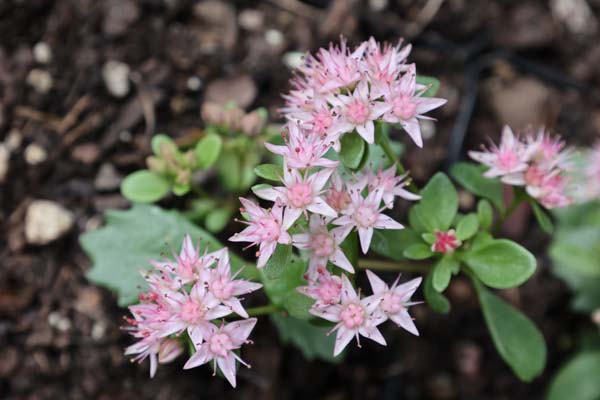 Sedum 'Vaclav Plestil's Red'