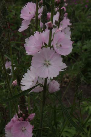 Sidalcea 'Elsie Heugh'