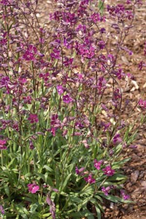 Silene atropurpurea