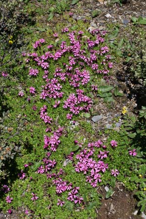 Silene davidii