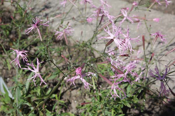 Silene fortunei