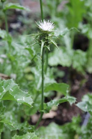 Silybum marianum var. albiflorum