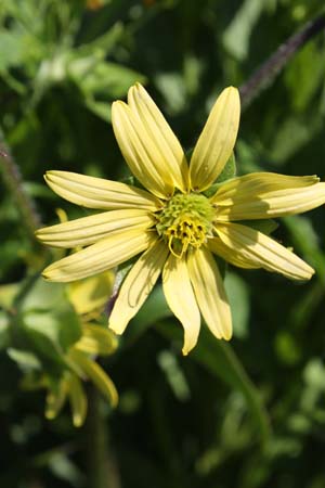 Silphium mohrii (donkere stengel)