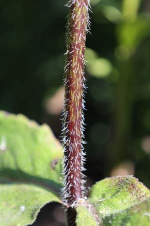 Silphium mohrii (donkere stengel)