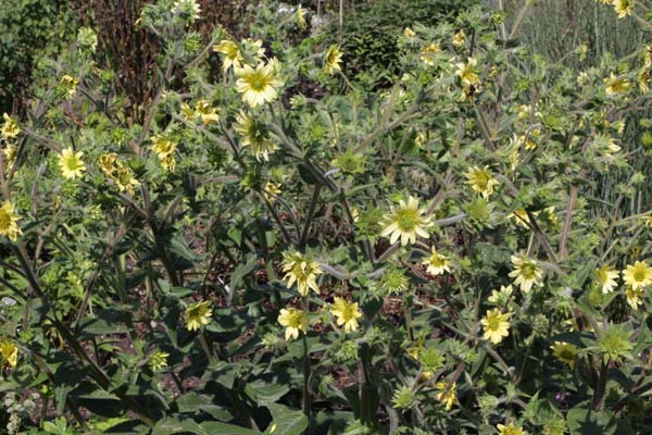 Silphium mohrii