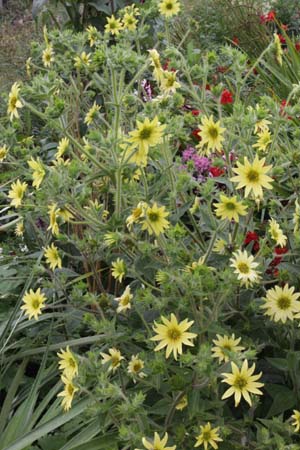 Silphium mohrii