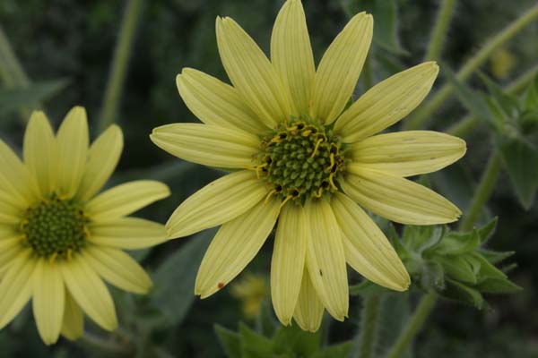 Silphium mohrii