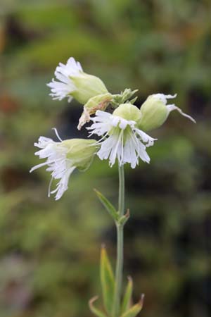 Silene stellata