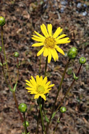 Silphium terebinthinaceum pinnatifidum