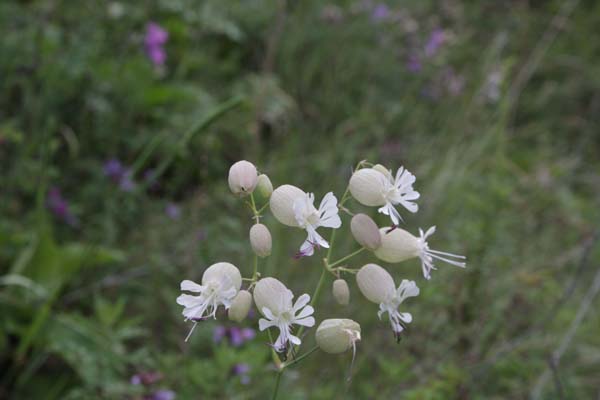 Silene vulgaris