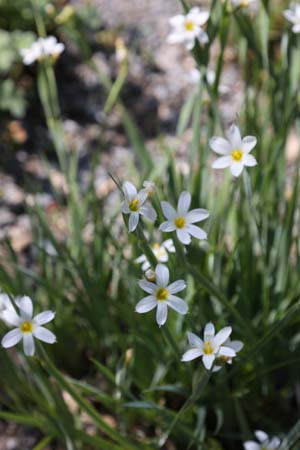 Sisyrinchium angustifolium 'Album'