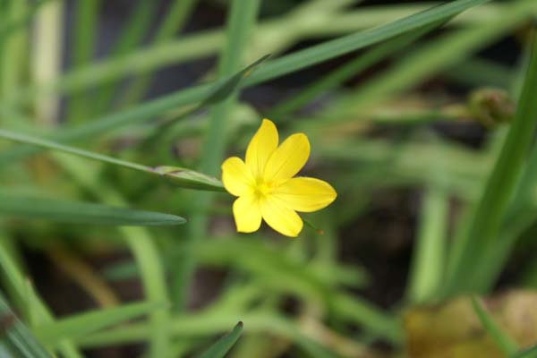 Sisyrinchium californicum brachypus