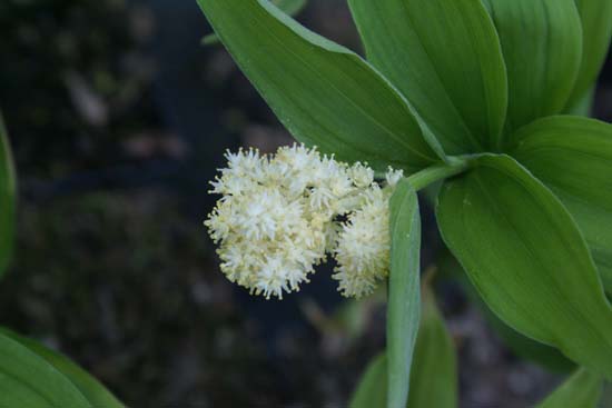 Smilacina japonica (syn. Maianthemum japonicum)