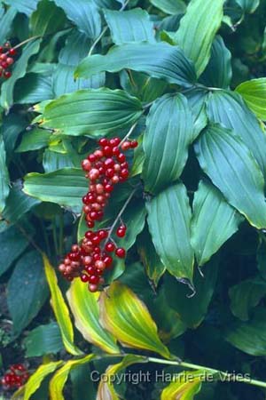Smilacina racemosa