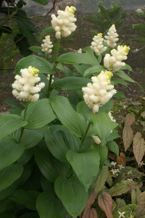 Smilacina racemosa 'Emily Moody'