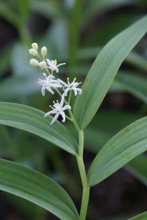 SMILACINA stellata