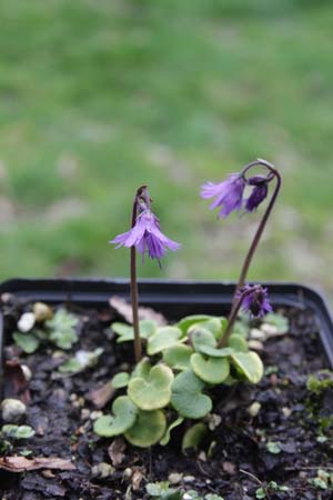 SOLDANELLA carpatica (coll Slowakije)