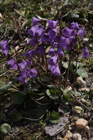 SOLDANELLA montana