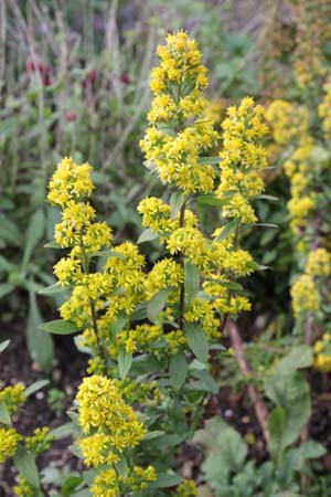 Solidago roanensis