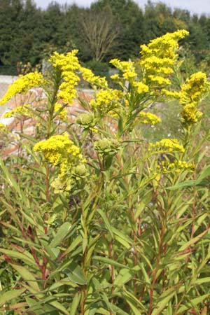 Solidago sempervirens 'Goldene Wellen'