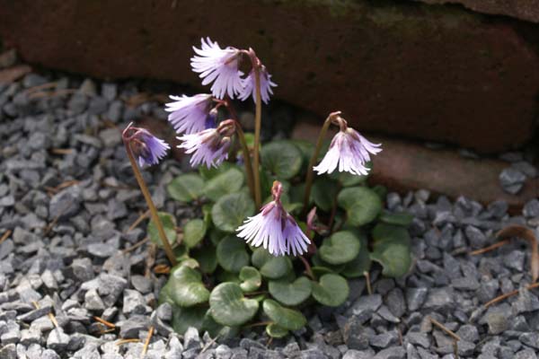 Soldanella 'Spring Symphony'