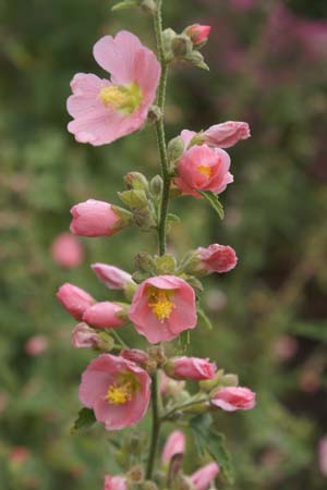 Sphaeralcea 'Charmeuse'