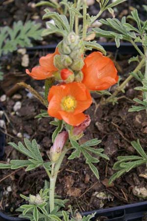 Sphaeralcea coccinea