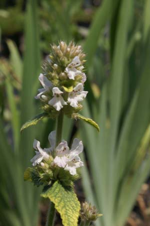 STACHYS balcanica