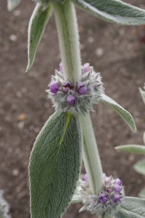 Stachys byzantina 'Cotton Boll'