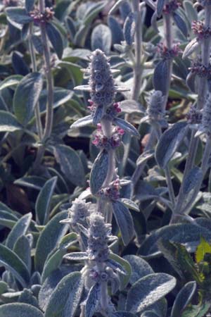 Stachys byzantina 'Primrose Heron'