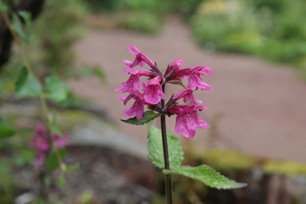 Stachys chamissonis var. cooleyae