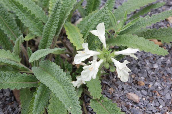 Stachys discolor