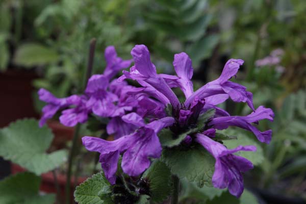 STACHYS macrantha (coll. W.Kaukasus)