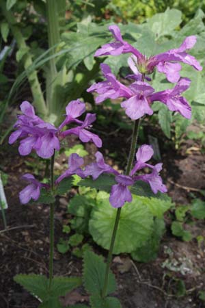 Stachys macrantha (ex Georgia J.Br. '17)