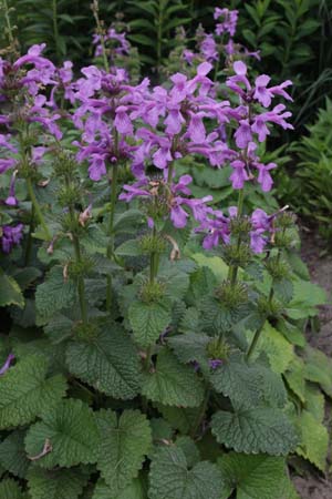 STACHYS macrantha 'Superba'