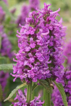 Stachys officinalis 'Hummelo'