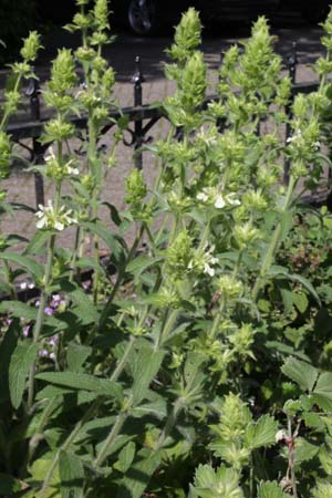 Stachys obliqua