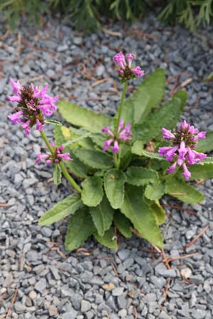 Stachys officinalis 'Nana'