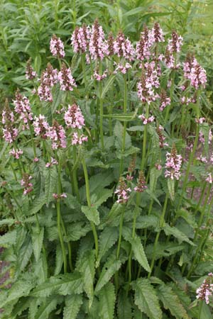 Stachys officinalis 'Rosea'