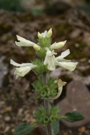 Stachys ossetica