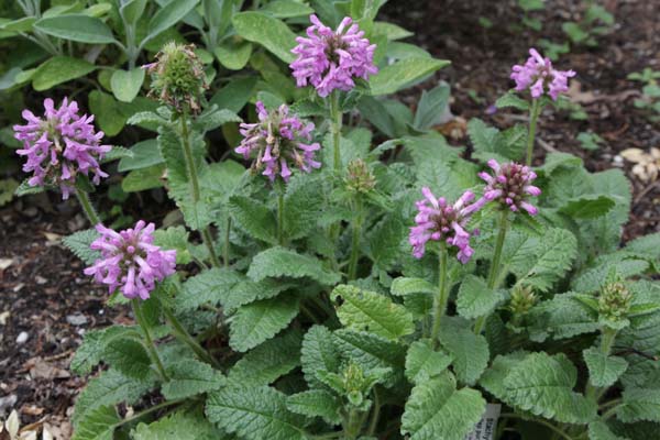 STACHYS pradica