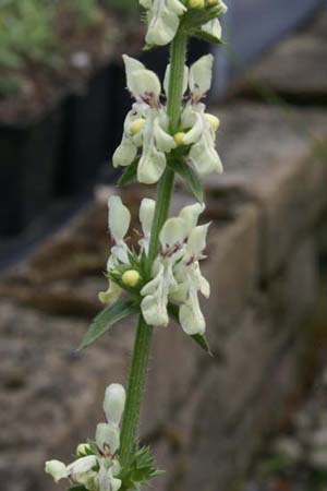 STACHYS recta